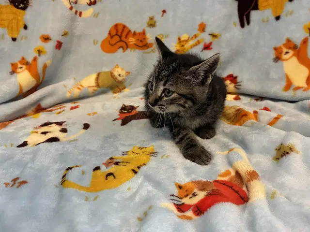 Adventurine - Domestic Short Hair