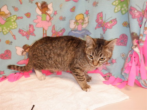 MATCHA, a cat for adoption from San Jose Animal Care Center