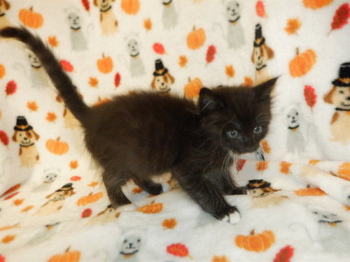 MARSHMELLOW, a cat for adoption from San Jose Animal Care Center