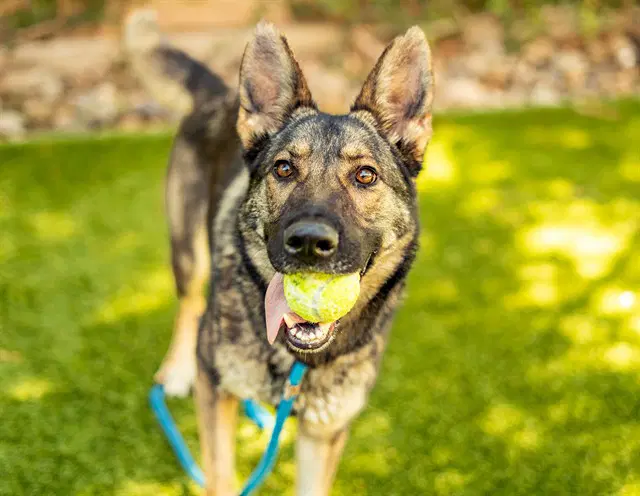 Louise - German Shepherd Dog