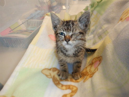 MURPHY, a cat for adoption from San Jose Animal Care Center