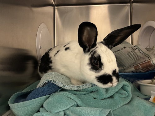ODYSSEUS, a rabbit for adoption from San Jose Animal Care Center