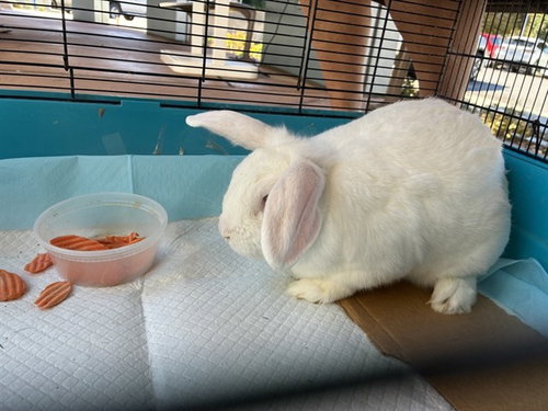EEYORE, a rabbit for adoption from San Jose Animal Care Center