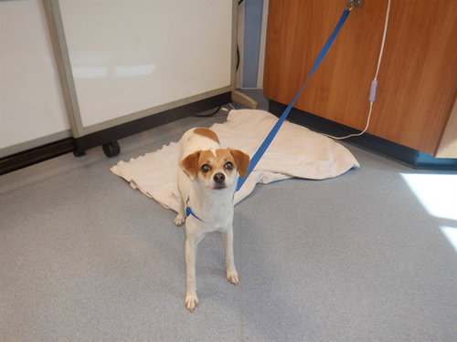 PENNY, a dog for adoption from San Jose Animal Care Center