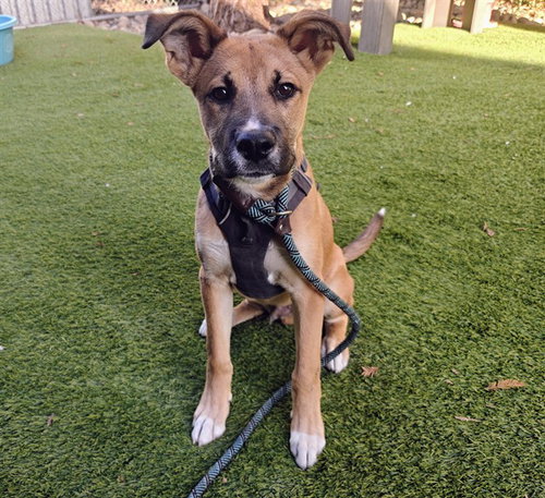 CORKY, a dog for adoption from San Jose Animal Care Center