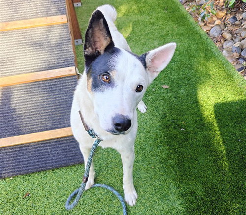 SPOT, a dog for adoption from San Jose Animal Care Center