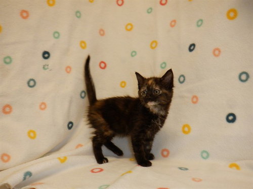 A1414062, a cat for adoption from San Jose Animal Care Center