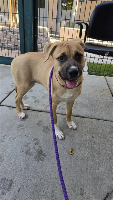 SHIMMER, a dog for adoption from San Jose Animal Care Center