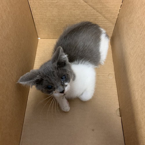 LOONEY, a cat for adoption from San Jose Animal Care Center