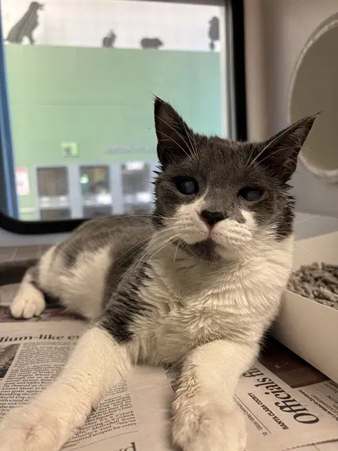 Looney - Domestic Short Hair