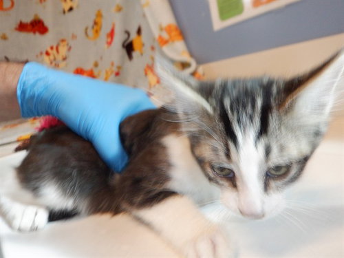 NUGGET, a cat for adoption from San Jose Animal Care Center