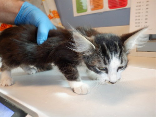 CHICKEN, a cat for adoption from San Jose Animal Care Center