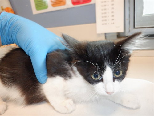 PROVOLONE, a cat for adoption from San Jose Animal Care Center