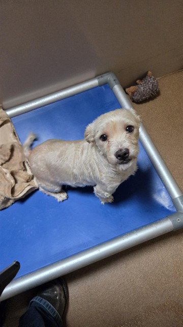 MOCHI, a dog for adoption from San Jose Animal Care Center