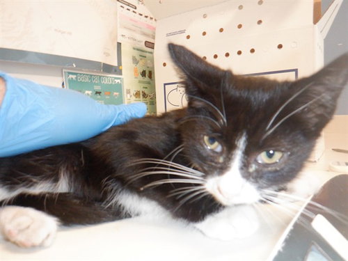 CRUMBLE, a cat for adoption from San Jose Animal Care Center