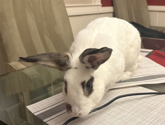 BIJOU
