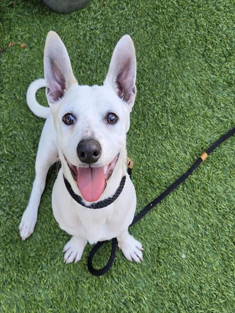 LISBET, a dog for adoption from San Jose Animal Care Center