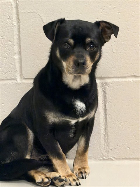 ROBERTO, a dog for adoption from San Jose Animal Care Center