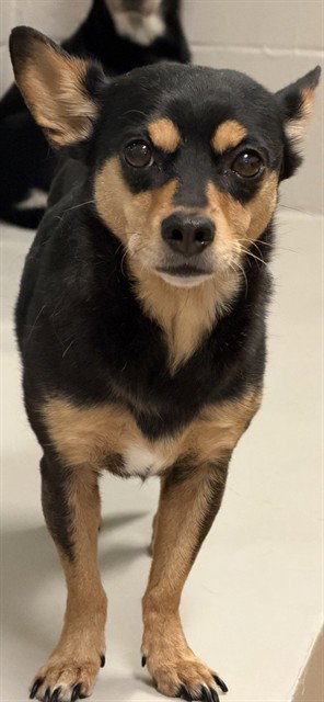 RUBY, a dog for adoption from San Jose Animal Care Center