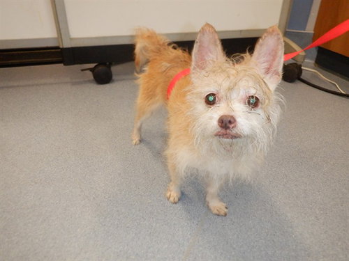 Simba, Affenpinscher / Mixed (medium coat)