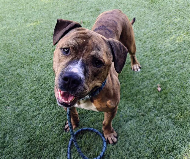 Professor - Pit Bull Terrier