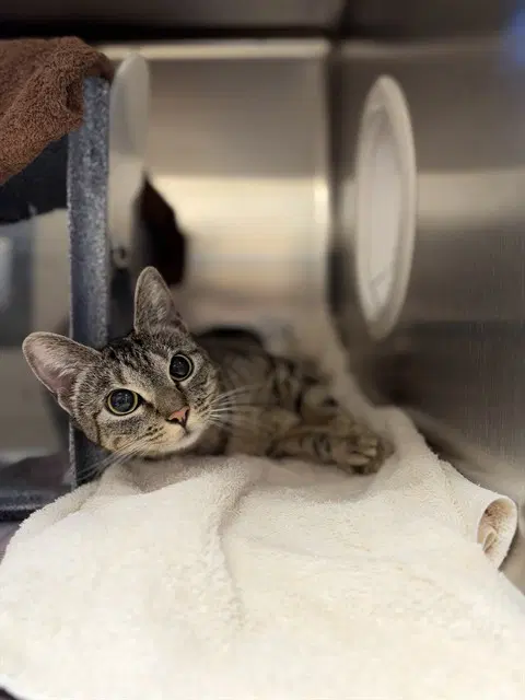 Ollie - Domestic Short Hair