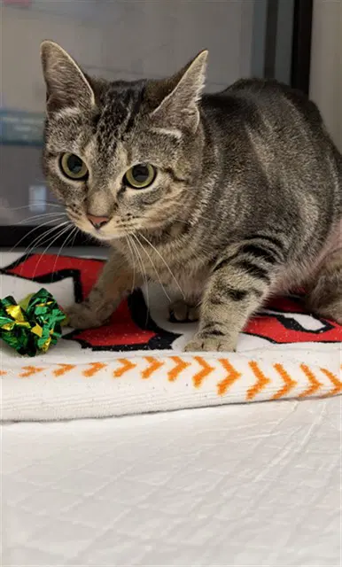 Ollie - Domestic Short Hair
