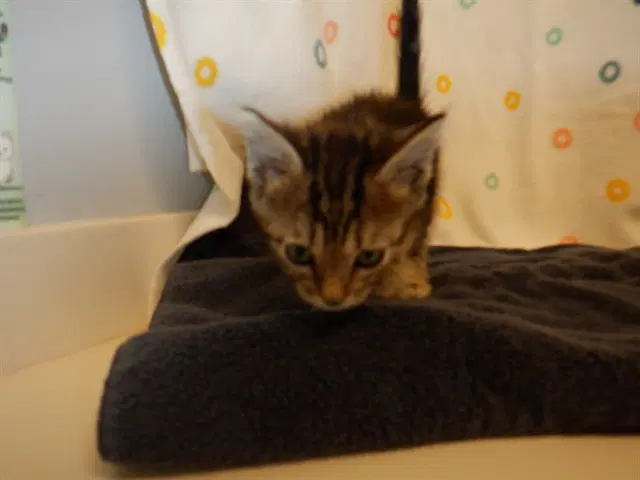 Pasilla - Domestic Short Hair
