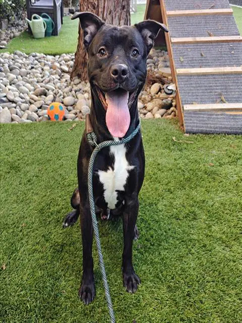 Fazbear - Pit Bull Terrier