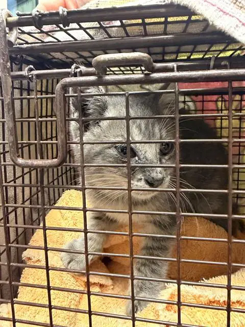 Scruffy - Domestic Short Hair