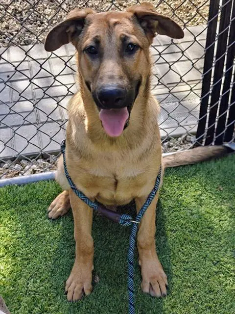 Jack Skellington - German Shepherd Dog