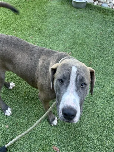 Zero - Pit Bull Terrier