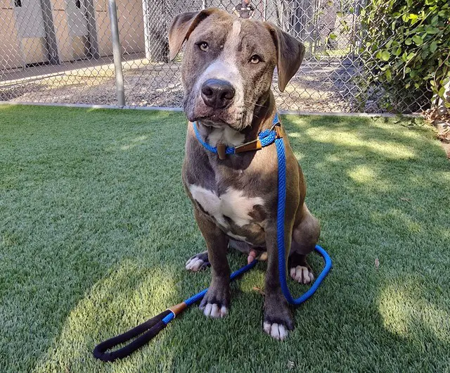 Zero - Pit Bull Terrier
