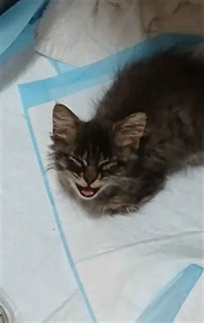 Reese's - Domestic Medium Hair
