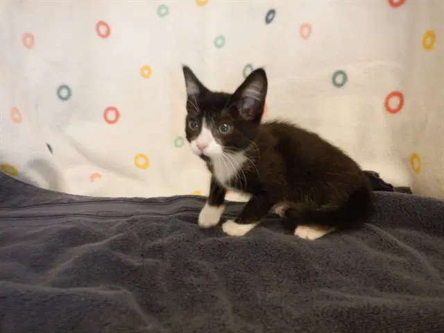Selina - Domestic Short Hair