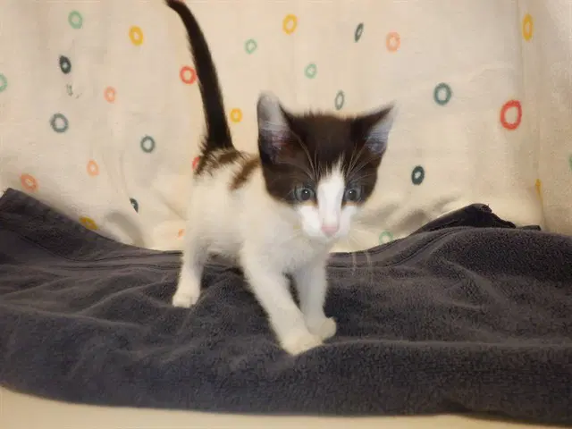 Wicca - Domestic Short Hair
