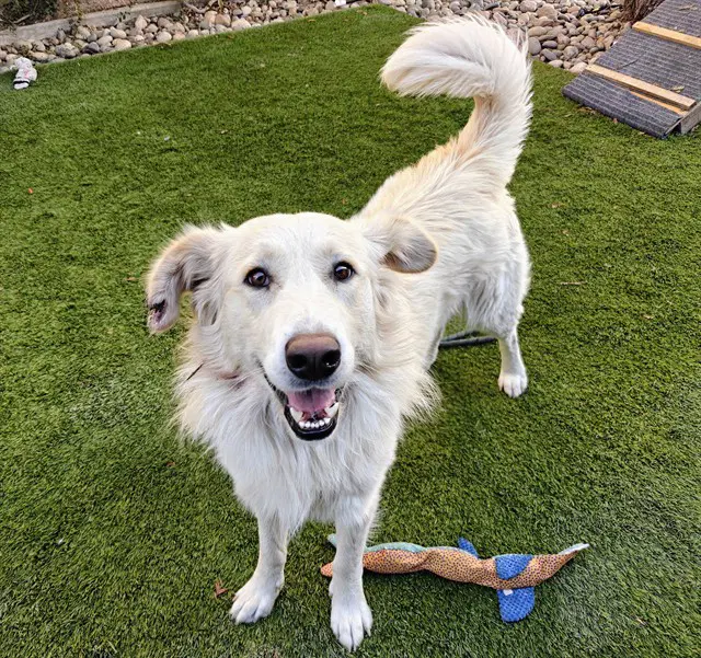 Cadet - Border Collie