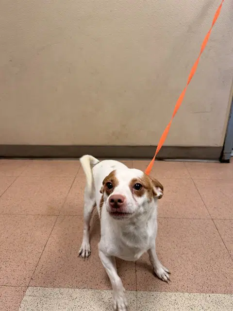 Semi - Chihuahua