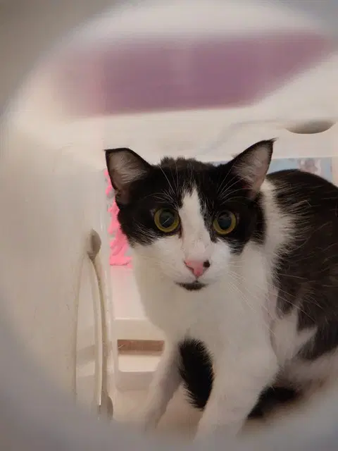 Lady - Domestic Short Hair