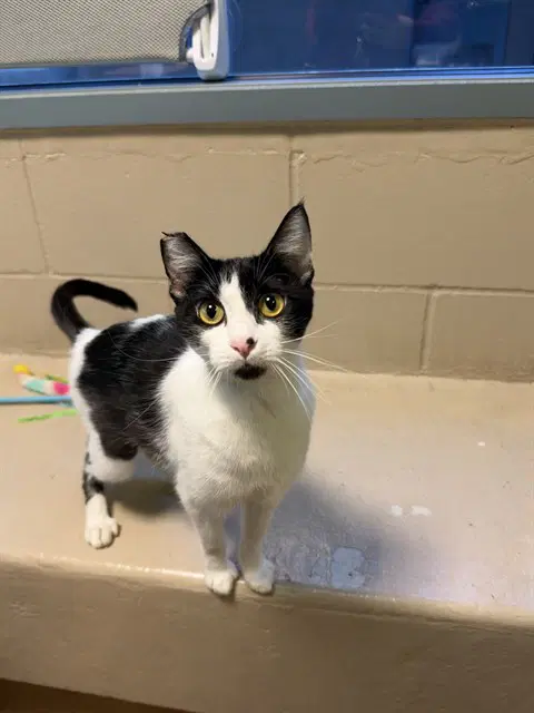 Lady - Domestic Short Hair