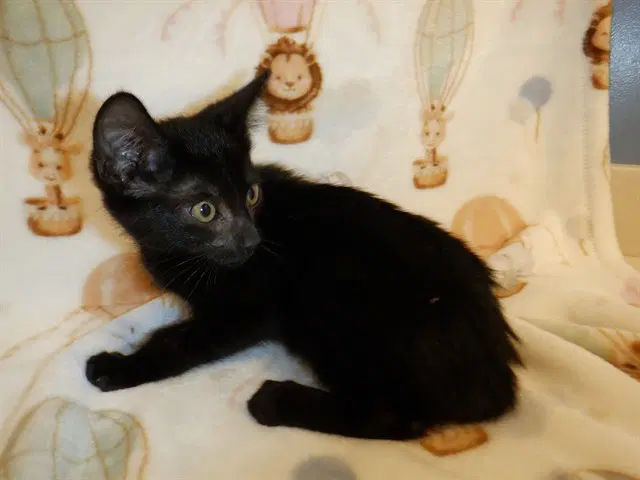 Emmy image 1