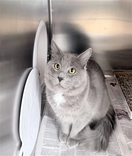 Cosmo - Domestic Medium Hair