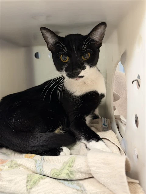 Oreo