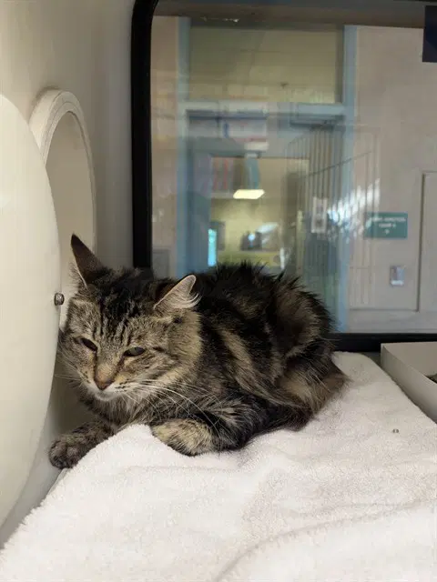 Lyche - Domestic Short Hair