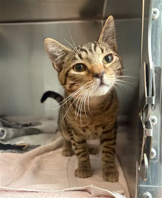 Miko - Domestic Short Hair
