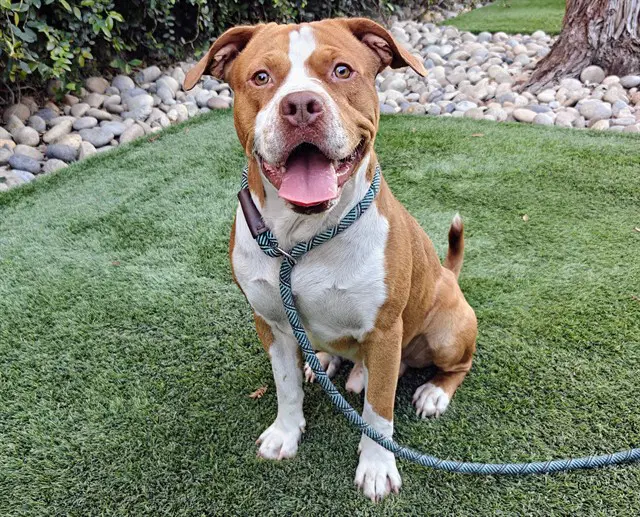 Sharky - Pit Bull Terrier