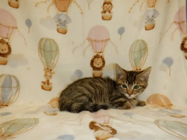 Julius - Domestic Short Hair