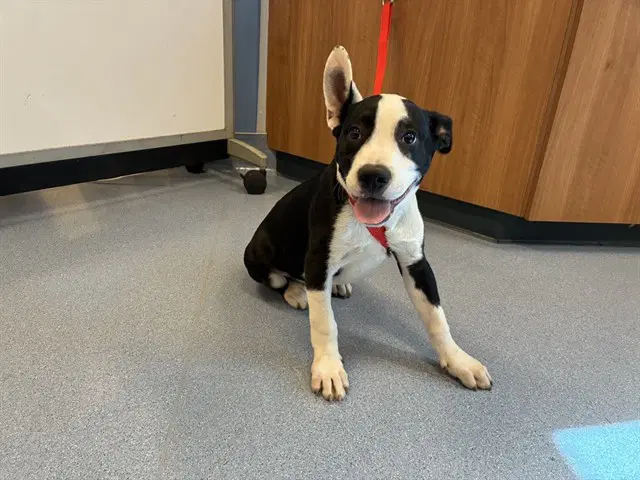 Dart - Pit Bull Terrier