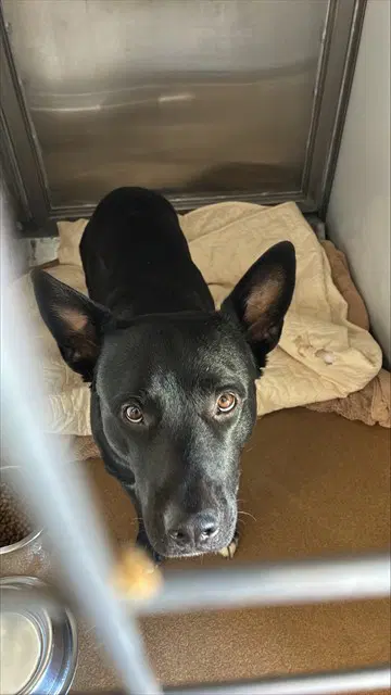 The Count - Pit Bull Terrier