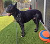 THE COUNT — San Jose, CA Adoption